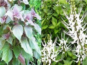 Nghiên cứu khả năng hạ acid uric máu của cao chiết lá tía tô và râu mèo 